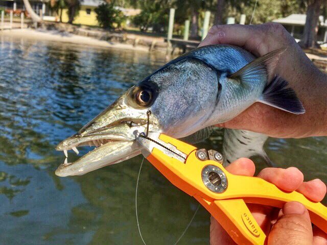 FishNFinatic's tweet image. Toothy critter #fishing #tampabayfishing #fishnfinatic