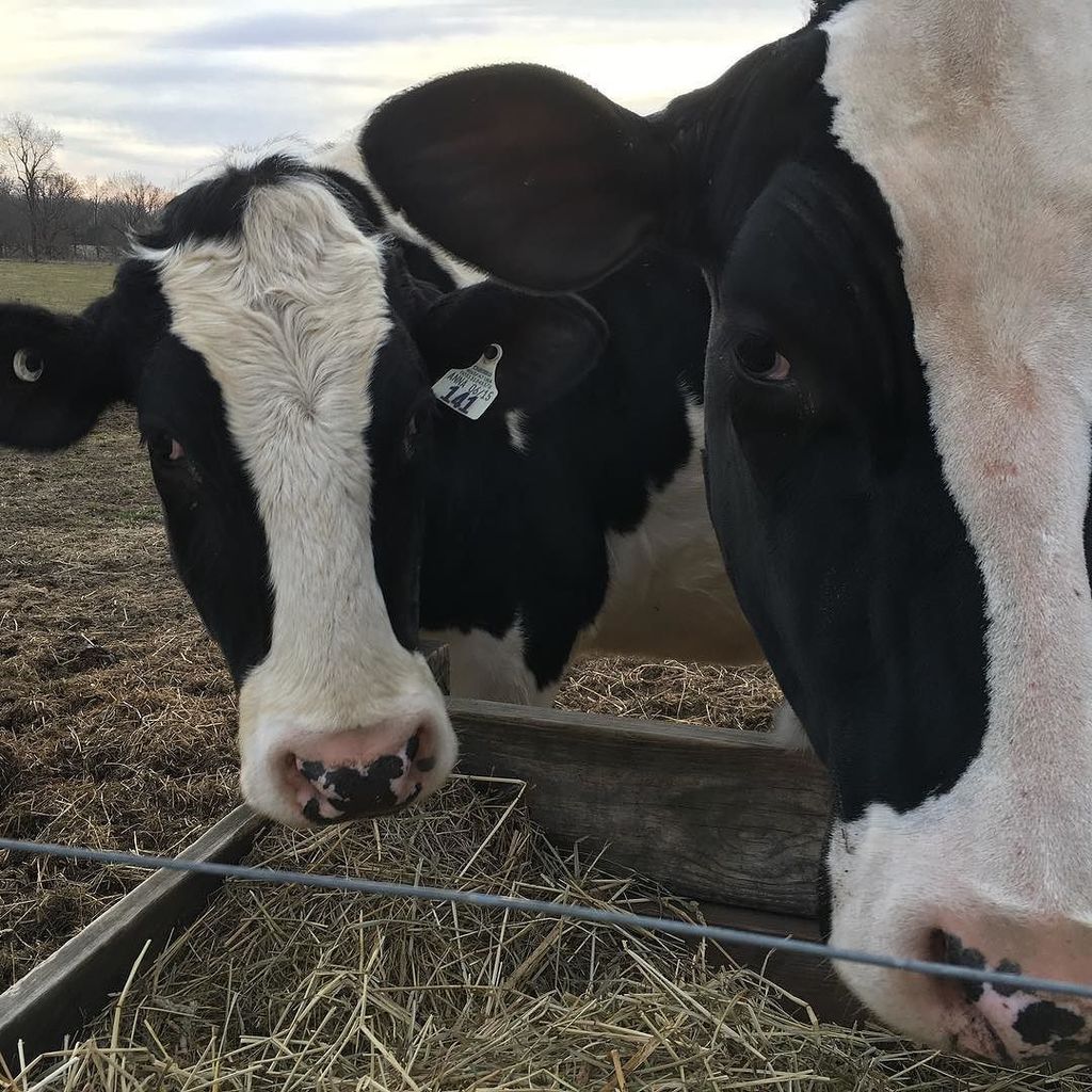 Ludwig Farmstead Creamery tweet media