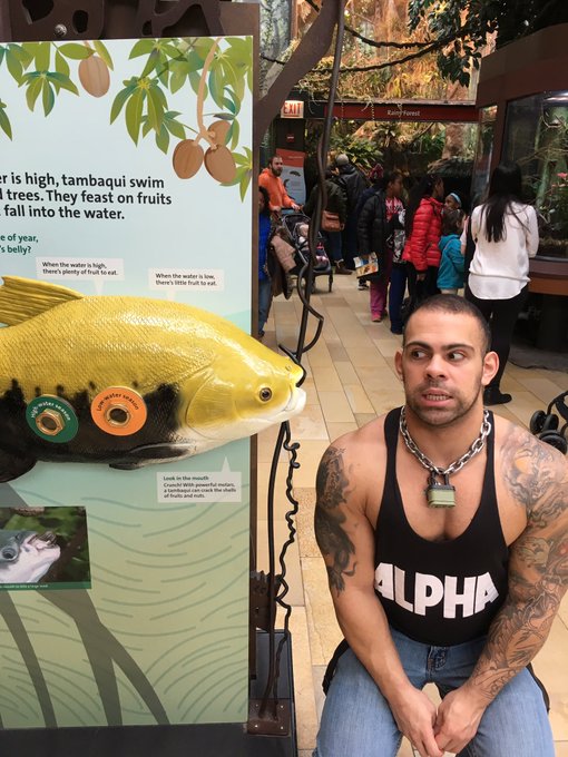 Went to the aquarium today. Wandered into the wrong neighborhood. #muscle #fishgangs #alpha https://t<a href="/tag/muscle"class="tags"><span>#muscle</span></a><a href="/tag/alpha"class="tags"><span>#alpha</span></a><a href="/tag/fishgangs"class="tags"><span>#fishgangs</span></a>