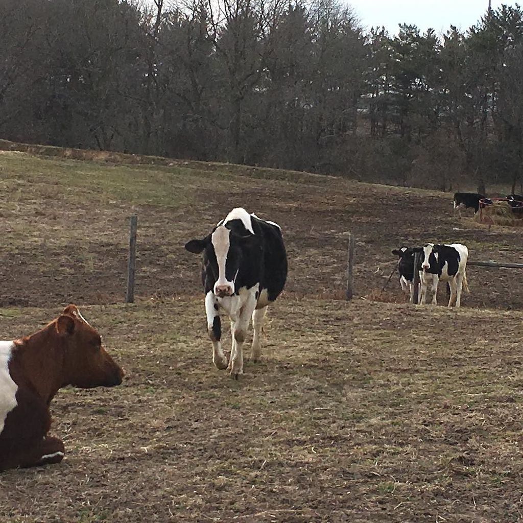 Ludwig Farmstead Creamery tweet media