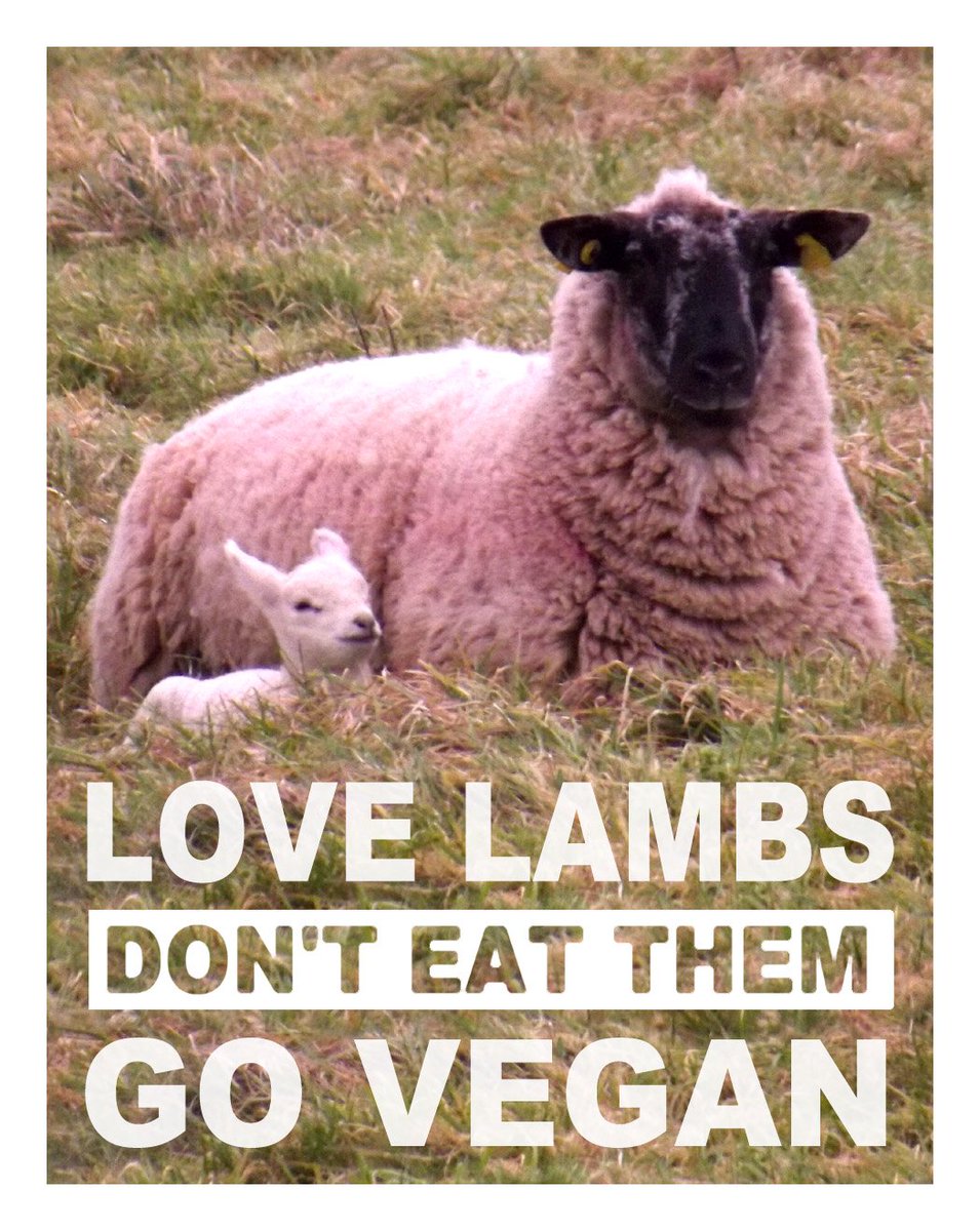veganfuture's tweet photo. love lambs | dont eat them | #govegan 🐑💟 https://t.co/R5fj1svZxl
