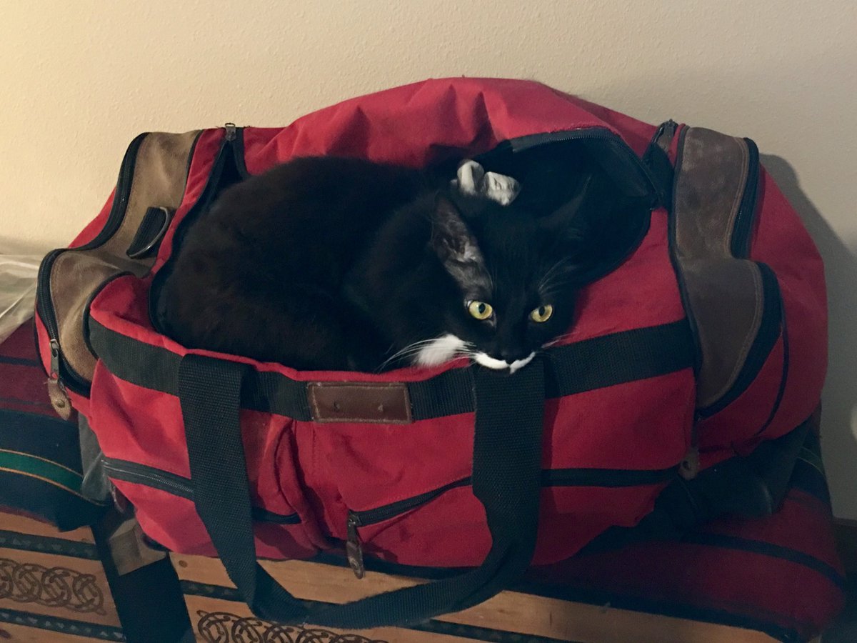 TheMasterDances's tweet photo. Just need to slip a couple of last-minute items into the old valise… #MasterCat #DontLeaveHomeWithoutHer #Gally1 https://t.co/dfQiMdnLDl