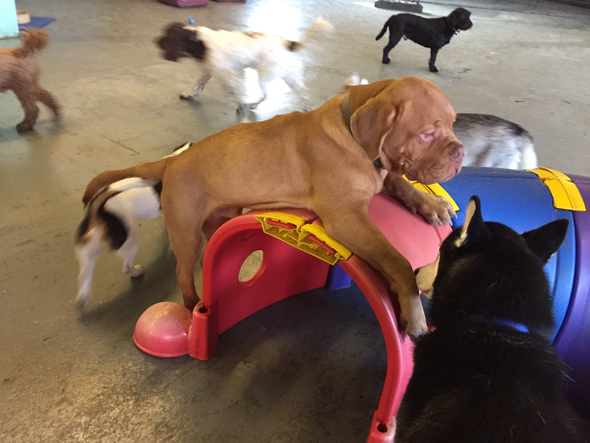 #giveusaminute #ddb #bordeaux #playing #dogdaycare #blundells #doggies #largebreed #rest #dogs