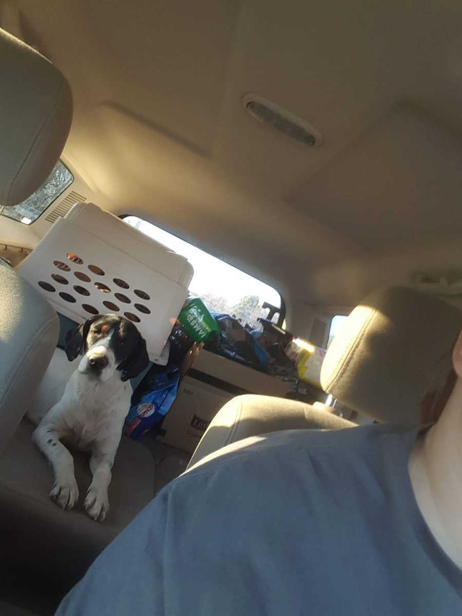 OurESRescue's tweet photo. From overcrowded Arkansas shelter to a lifetime of love...  #freedomride #OESRGracieisthebomb #thankyouArkansaspetsavers https://t.co/TjTHj58xAr