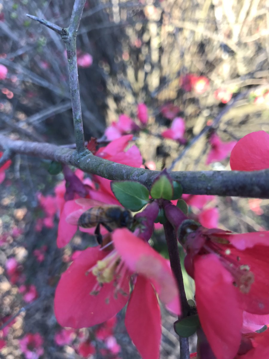 faulkneruada's tweet image. Doin' #beework