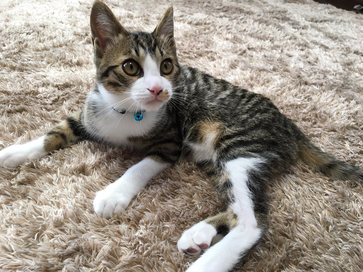 みふゆ 三冬 ハチミツととげまるは猫部屋 サスケとサクラはリビングです