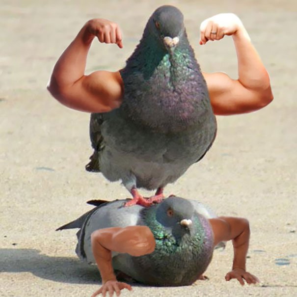 ConstantBirder's tweet photo. Yesterday was #capitolconservationday in Georgia. Is there a better bird than the Rock Pigeon for the #birdaday challenge? (Um, yes) https://t.co/WSBjXekzQV