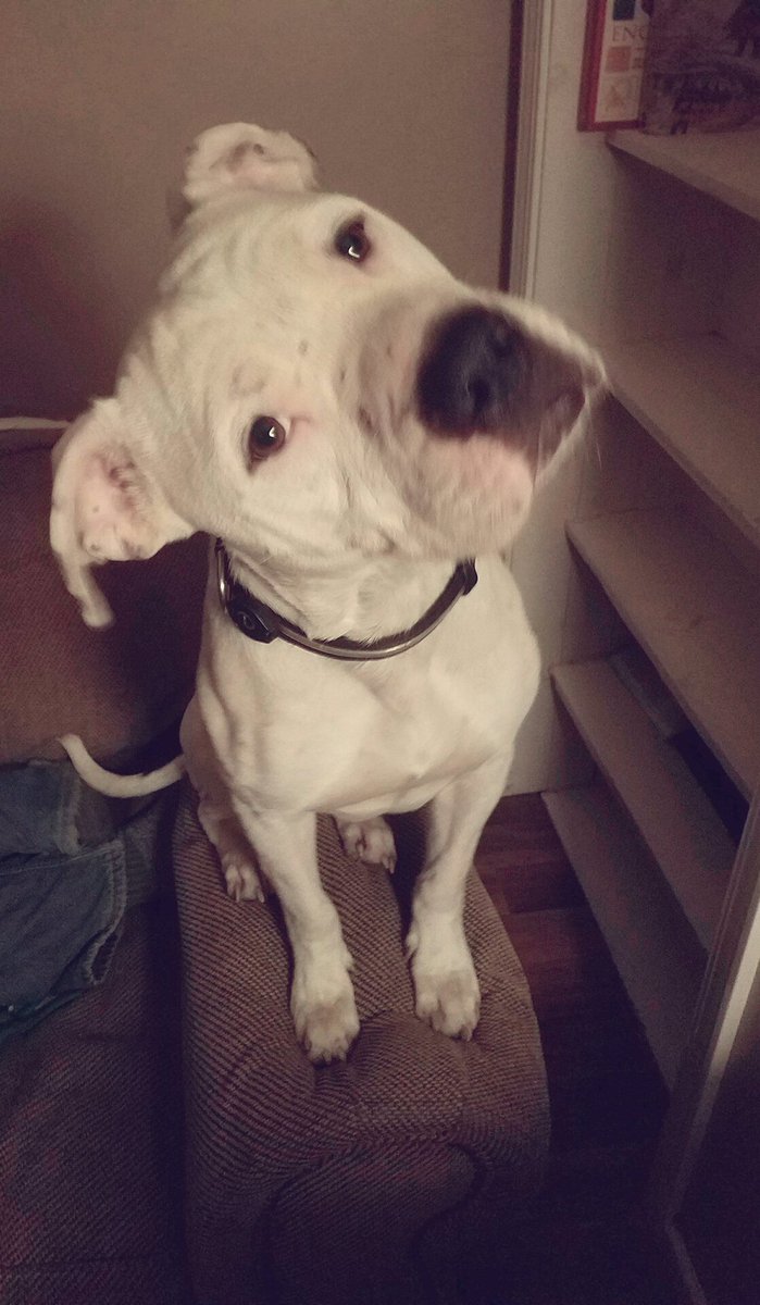 williamson92913's tweet photo. I don't even know what to caption this, but this is pure Crash. 💕😍😜 #prettypitty #americanpitbullterrier #pitbullpride #catdog #saywhat https://t.co/R4hLKqXwuf
