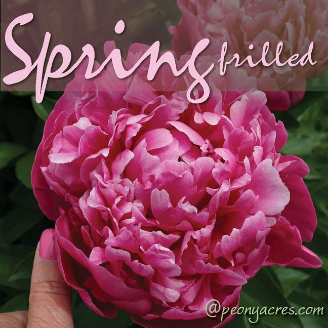 PeonyAcres's tweet photo. Ruffled dark pink cut flower peonies in May June - ships nationwide, wholesale flower farm @PeonyAcres #pinkpeony #peony #americangrown https://t.co/FQr8j2Qxfs