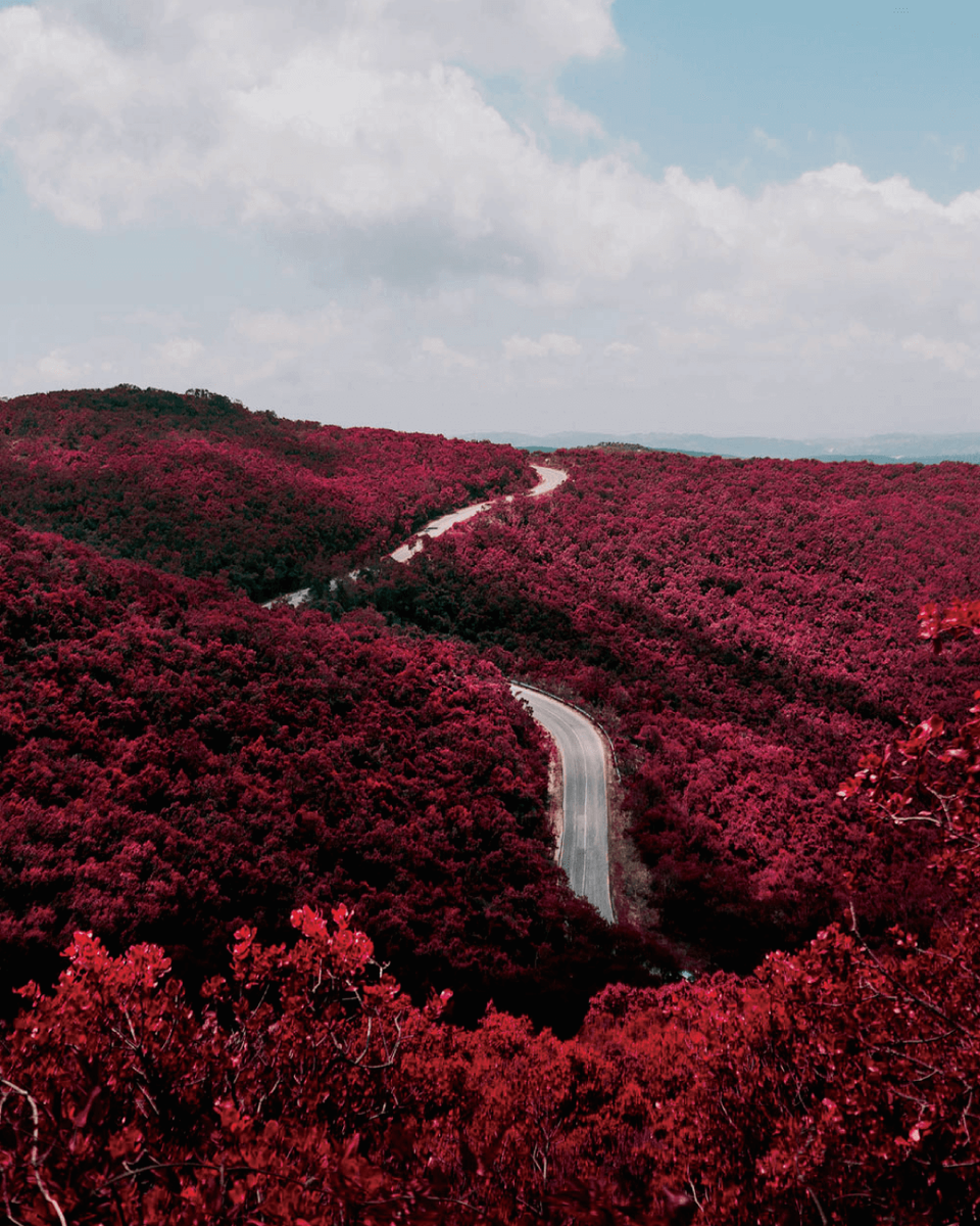 _LoveTraveling_'s tweet photo. Red Trees 🍂🍁 https://t.co/SFcvVKygEV