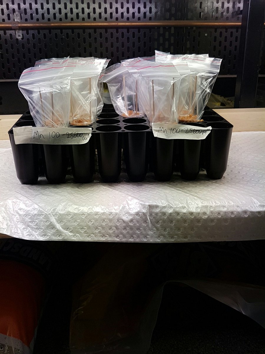 AydinEnez1's tweet photo. #canola #seeds germinating and growing in Mn-treated sand for two weeks #metals #manganese #ROS @DeakinCeRRF @deakinresearch https://t.co/yc4yv7Ikms