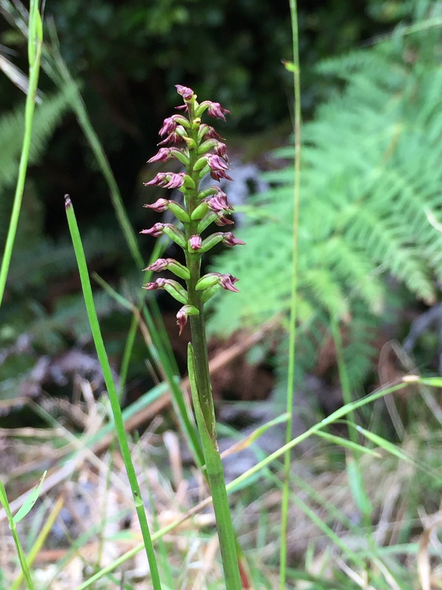 CarlosLehnebach's tweet photo. My first midge #orchid. This species is known as the naked orchid because it has no leaves. Only a few cm tall it's uncommon in NZ #NZplants https://t.co/a6V7XOJOuj
