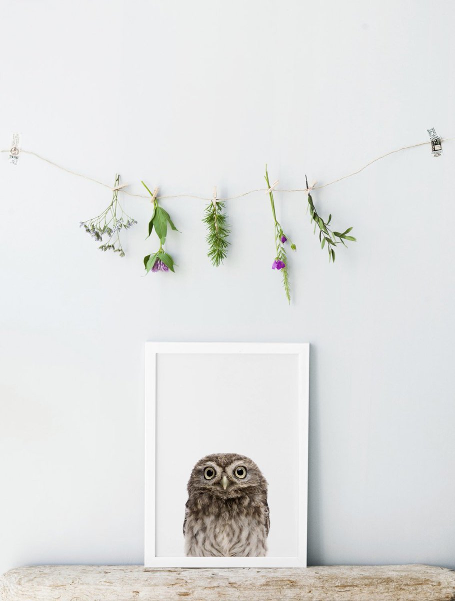 kiwiNberries's tweet photo. Owl print - Baby nursery animals - Nursery decor - Nursery an… https://t.co/JmaK2uF2B0 #kiwiNberries #NurseryWallArt https://t.co/pW8XWhtZXp