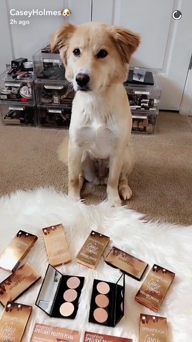 AbbieChobot's tweet photo. @itsbl0ndie I'm sold #cutestpups ๐ถ๐ถ https://t.co/rgvNd0eWab