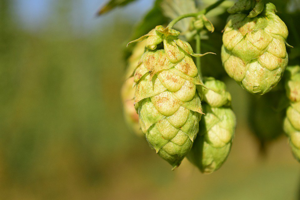Beer_Disciples's tweet photo. Hops Varieties with descriptions - Freshops https://t.co/VMVxpH1q4C #CraftBeer https://t.co/PbG3prnBCk