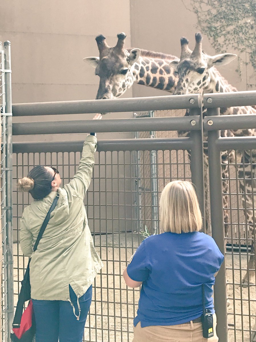 msholcombcms's tweet photo. Finally got to feed a giraffe! 🌿 #lazoo #philipandmark https://t.co/BtZyGNInIL