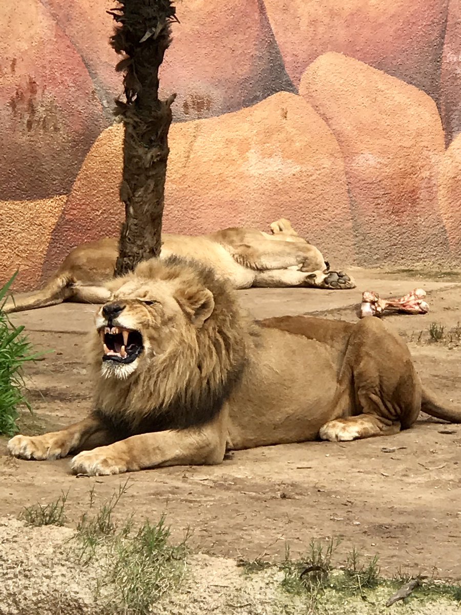 MsGonzalezCms's tweet photo. Successful AVID field trip to UCLA + LA Zoo✔️ https://t.co/SHs7ao5Dkw