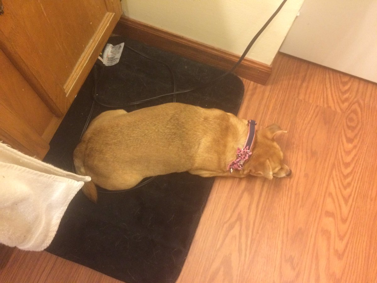 cricketchaos's tweet photo. My singing isn't so bad that you had to sleep in the bathroom is it?! #ConvosWithCricket #dog https://t.co/VDmBFqUnJM