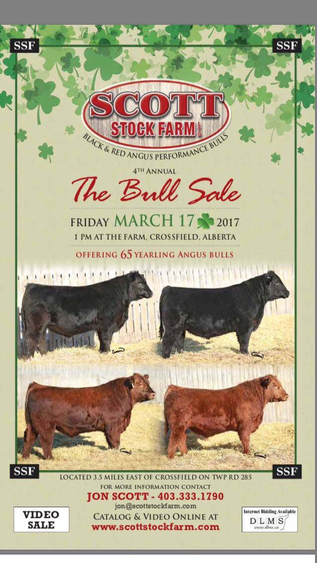 Check out the awesome set of bulls at <a href="/ssfangus5152/">Scott Stock Farm</a> <a href="/cdnangus/">Canadian Angus</a>   #greenbeer