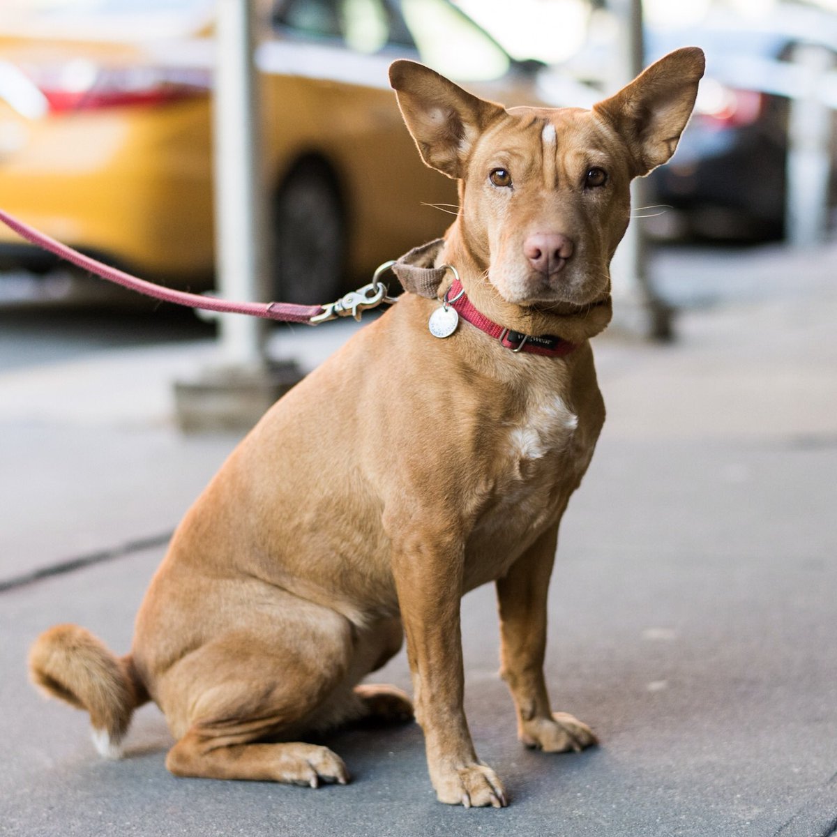 Bailey, Shar Pei/Basenji mix (4 y/o), Spring \u0026 West Broadway, New York, NY  • \, image size:1200x1200