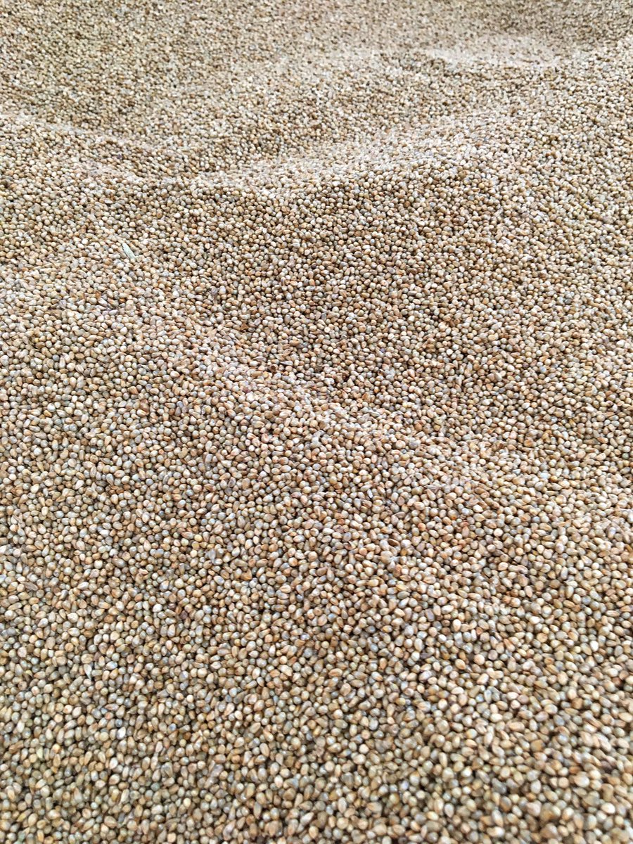 sorghumseed's tweet image. At 60k seeds / lb, Tifleaf III Hybrid Pearl Millet is a small seed that we produce. Cattle love it, and it is aphid tolerant! #hay #forage