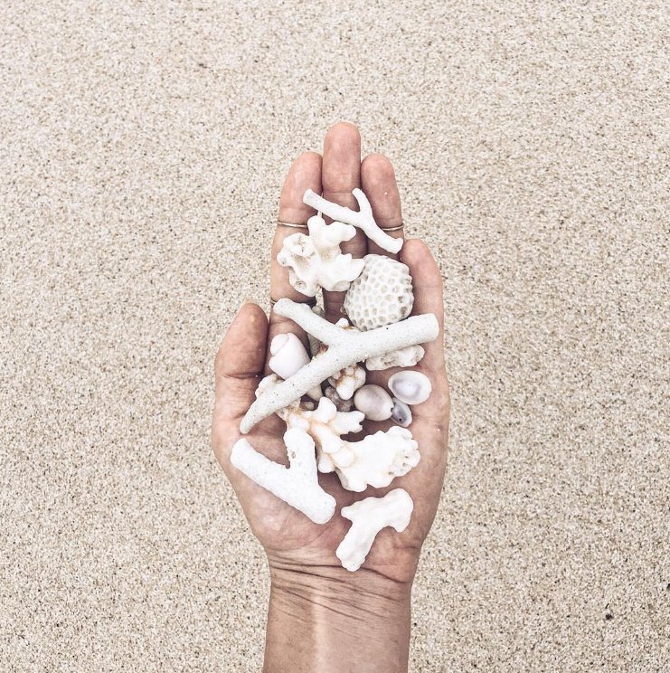 TourismFiji's tweet photo. Beach bounty! 🐚 (...but please take only memories and leave only footprints!) #Fij #FijNow [📷  : IG'er allisonkunath] https://t.co/LV7vv3qnG9