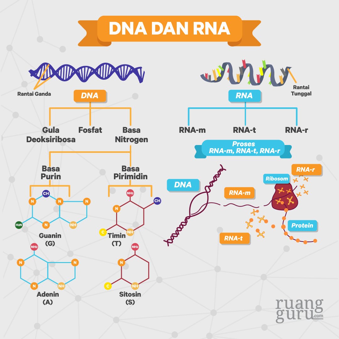 Perbedaan Dna Dan Rna