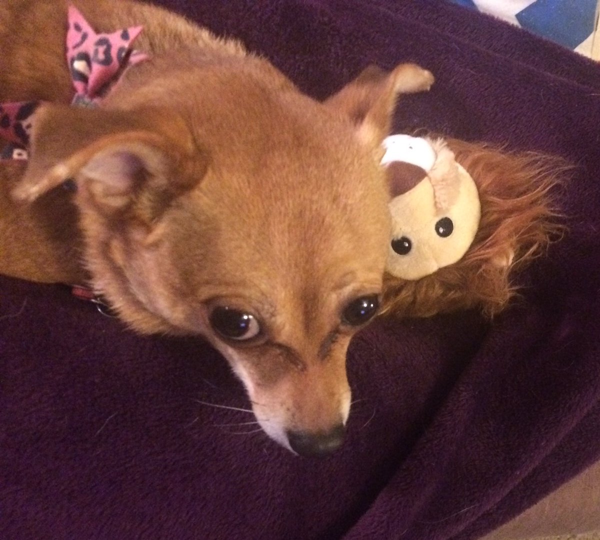 cricketchaos's tweet photo. Thanks @barkbox she really likes her new lion, she brought it to bed last night #dog #dogsoftwitter https://t.co/RJyqVpLYYk