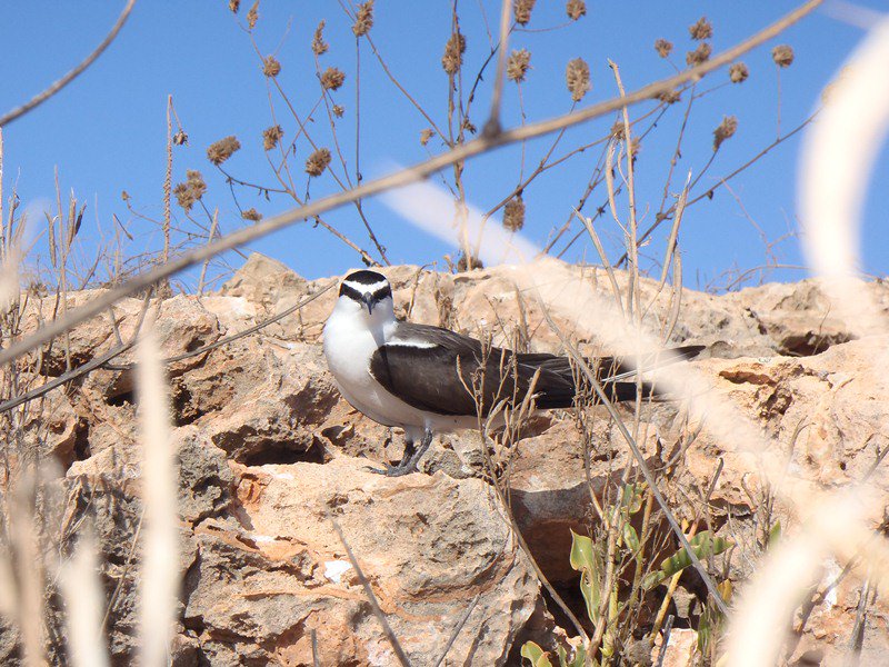 Astron_Enviro's tweet photo. Astron undertakes annual #seabird monitoring of the Bridled Tern (Onychoprion anaethetus) on offshore islands of the northwest shelf. https://t.co/oozzkivItT