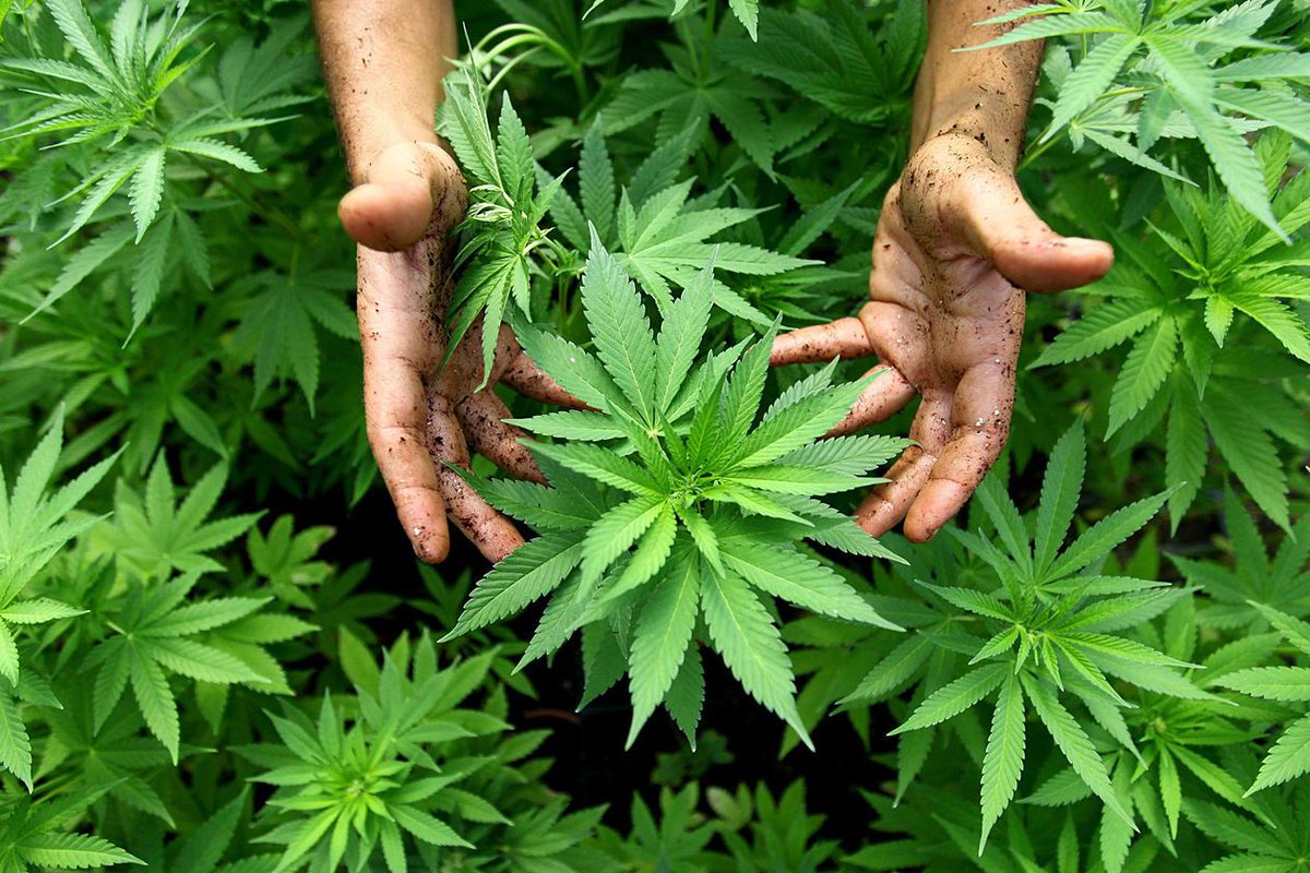 HIGH_TIMES_Mag's tweet photo. #READ Pot Matters: What can you do to help speed up the hemp revolution? https://t.co/XvyfVfwb0A https://t.co/qULHbpIYIC