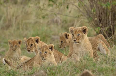 MaraLionProject's tweet photo. Baby boom! The latest additions in @oocmara are the 6 cubs in the Sankei pride (Moniko 3rd generation subs) #lion #nextgeneration https://t.co/NZyYYa6JW7