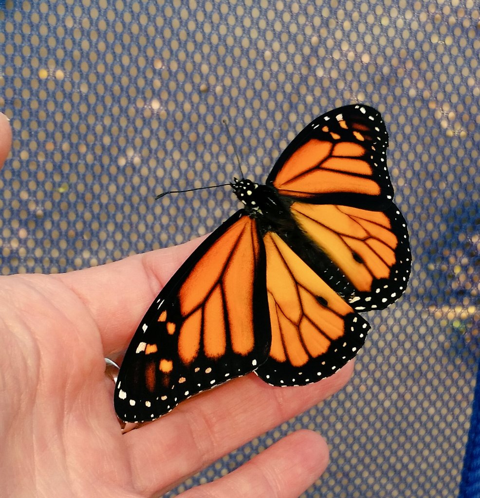 saunieindiego's tweet photo. #SomeStuffIAmGoodAt π
Rearing Monarch butterflies
#MonarchRanch https://t.co/MUjSR6Z3Tj