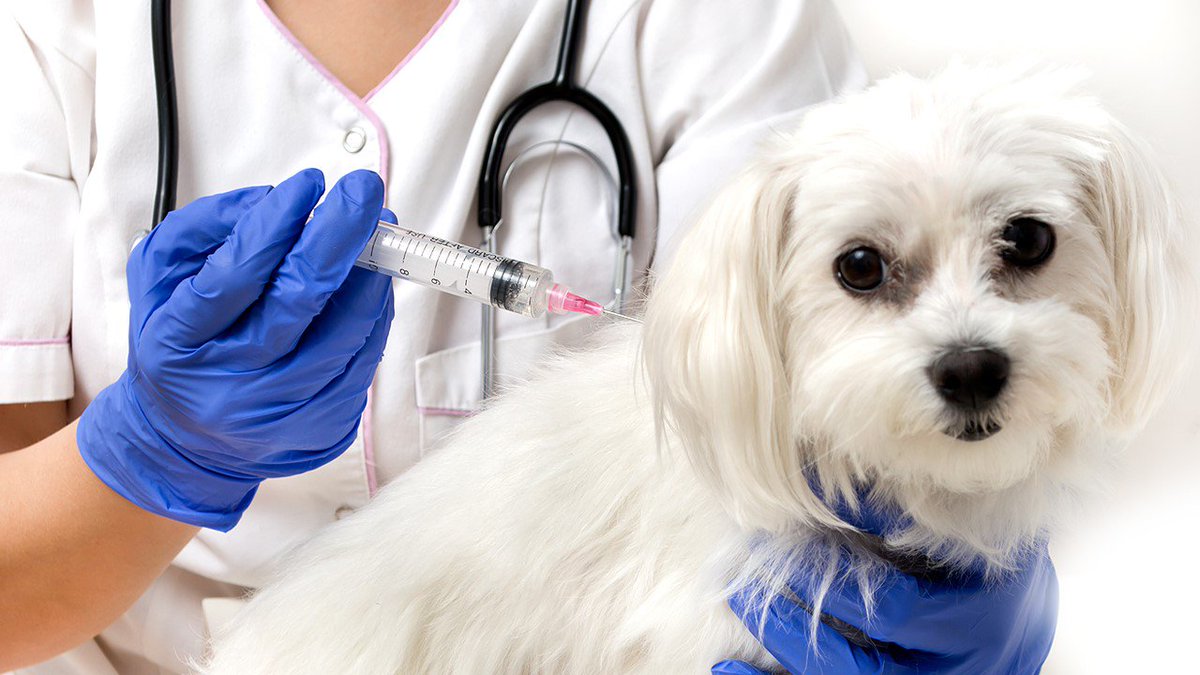 wsyx6's tweet photo. #ABC6 On Your Side investigates if veterinarians are vaccinating too much.
WATCH @ 11:15 - https://t.co/Zpwhuq5HGd https://t.co/DyK4Gfm4nP