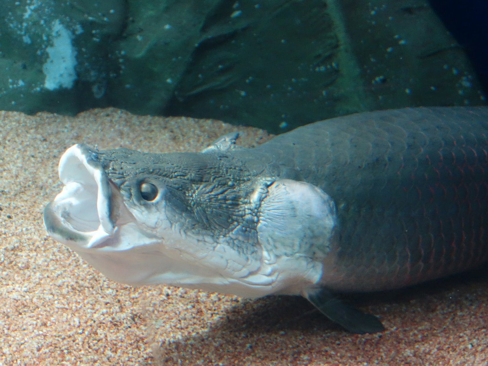 はたきょうこ ピラルク あくび これくしょん サンシャイン水族館 に資料写真撮りに行った時のやつですが 時々こうやってふわぁぁ ってあくびみたいのしてました ここの水族館にはデカイピラルクが３匹もいて見応えあります こんときは
