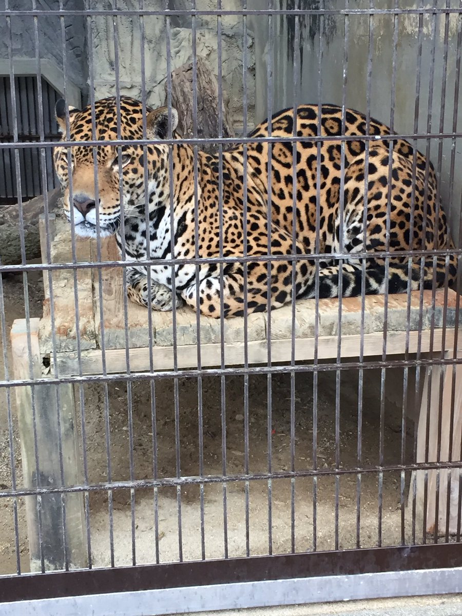 ジャガーさん 