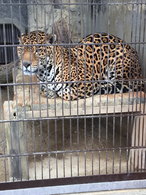 ジャガーさん 
