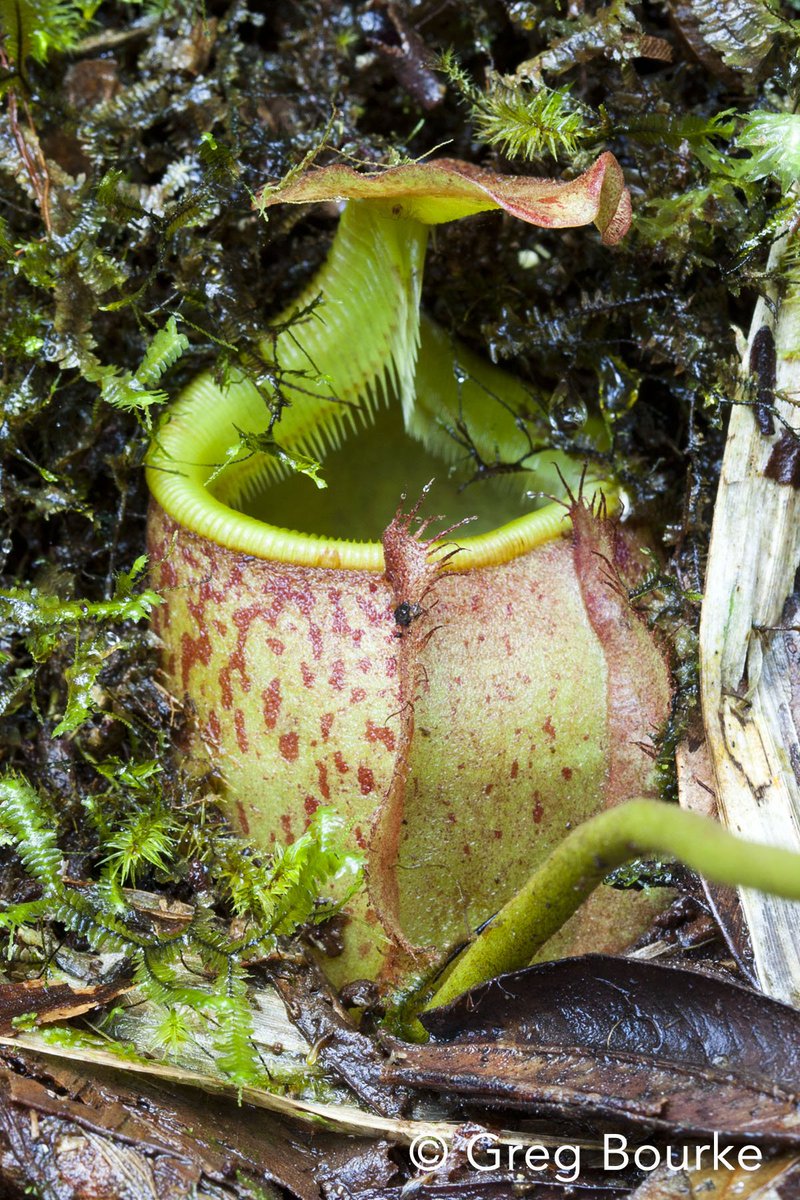 GregBourke3's tweet photo. Nepenthes leonardoi discovered by yours truly in 2010. One of a number of closely related taxa from #Palawan #Philippines #nature #carnivore https://t.co/BcUQllbS2x