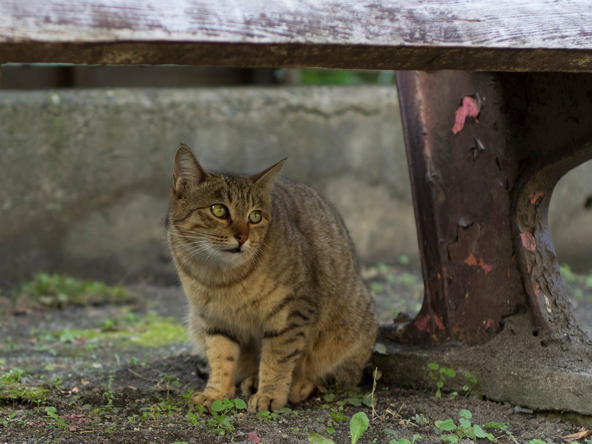 諌月🐌くれか tweet media
