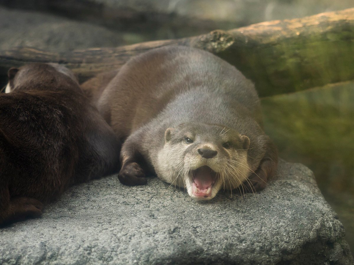 諌月🐌くれか tweet media