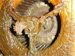 how prevent fire and food poisoning in an institution or restaurants ..steinwayschimneyvent.com