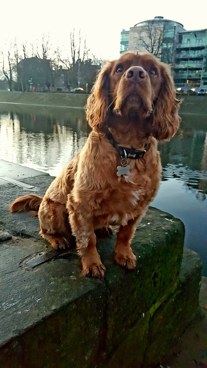 No21York's tweet photo. Morning walks with Nate.
#RiverOuse #LendleBridge #York #VisitYork #MakeItYork #VisitYorkBiz #DayBreak #Sunrise #LendleTower https://t.co/jjdVGihNCj