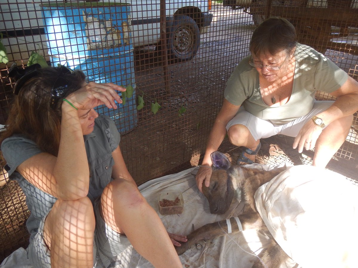 AWAREZimbabwe's tweet photo. @AWAREZimbabwe
Watch heart-wrenching rescue of hyena named "Mr Bones"
https://t.co/drVmu5AL3X
Surrounded by crowds &amp; pressure, this fighter https://t.co/FXSA58L2w4