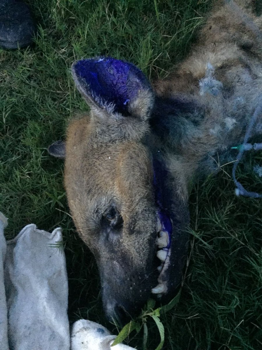 AWAREZimbabwe's tweet photo. @AWAREZimbabwe
Watch heart-wrenching rescue of hyena named "Mr Bones"
https://t.co/drVmu5AL3X
Surrounded by crowds &amp; pressure, this fighter https://t.co/FXSA58L2w4