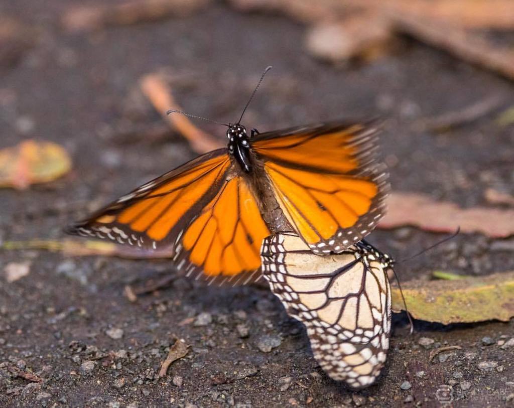 bradycabe's tweet photo. Sharing a few more recent butterfly photos 🦋 Here’s a male about to carry off a female #butterfly #mating #visitcal… https://t.co/EluUUetMNl
