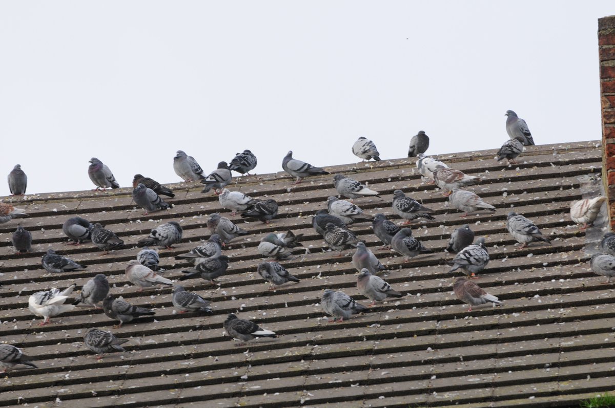 Pigeon breeding season is just around the corner. Get help TODAY to avoid costs and injuries #PestBirds #GreenSolutions #NonLethal