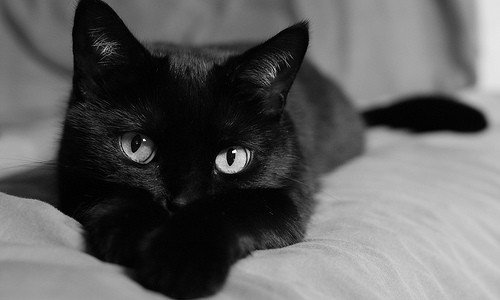 TarantulaRubra's tweet photo. I gatti hanno sempre quell’espressione di chi ha letto Kant e l’ha capito. #festadelgatto  #17febbraio https://t.co/6e71xZgXvr