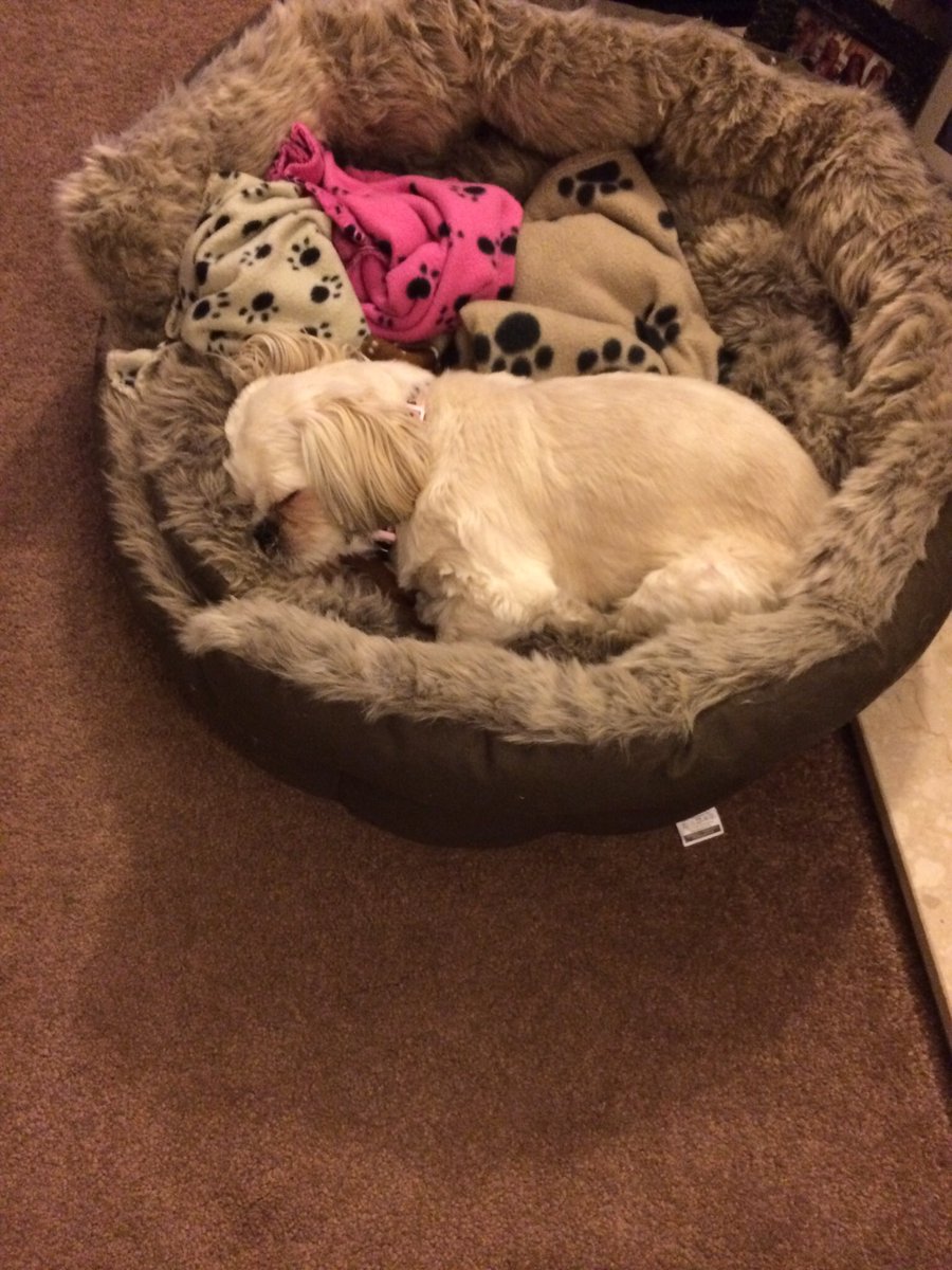 PettailsBrig's tweet photo. I'm afraid I can't leave the house this morning, wouldn't be fair on these beauties!! #lazy #comfy #sleepovers https://t.co/94083g1p8u