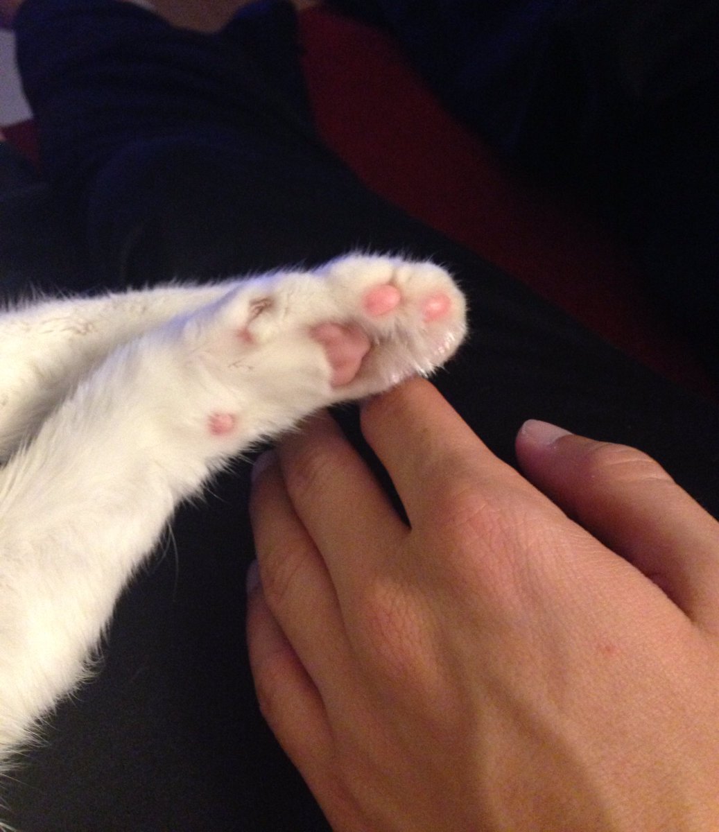 BlablablaBloggo's tweet photo. Meow...
Il gatto è seduzione, mistero e sfuggevolezza allo stato puro. #festamondialedelgatto #17febbraio #gatto #zampette #amore https://t.co/H7IjsxPwD5
