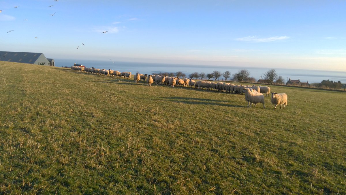 I'm going to miss this lot, time for them to get started lambing though!