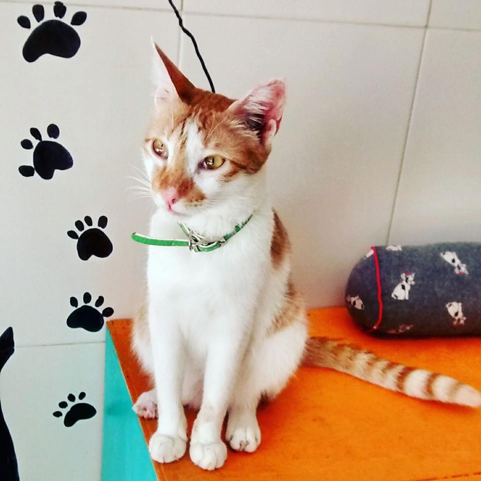 thecatstudioblr's tweet photo. Sugar, spice and everything nice
 That's our Bolt
 #bolt #thecatstudio #furpurrindia #wherepetstalk #catadoption #catsinbangalore https://t.co/wdj7V9UUN6